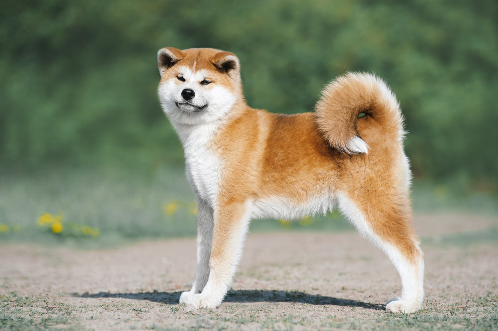 A fluffy Akita dog. 