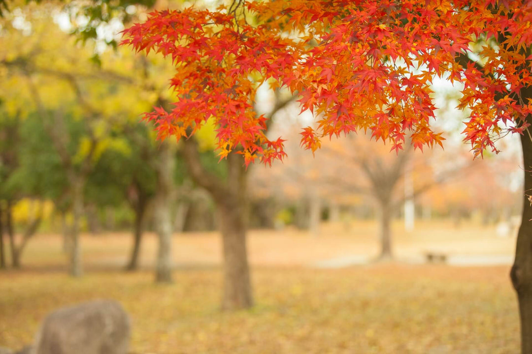 October Theme: Autumn Appetite 食欲の秋
