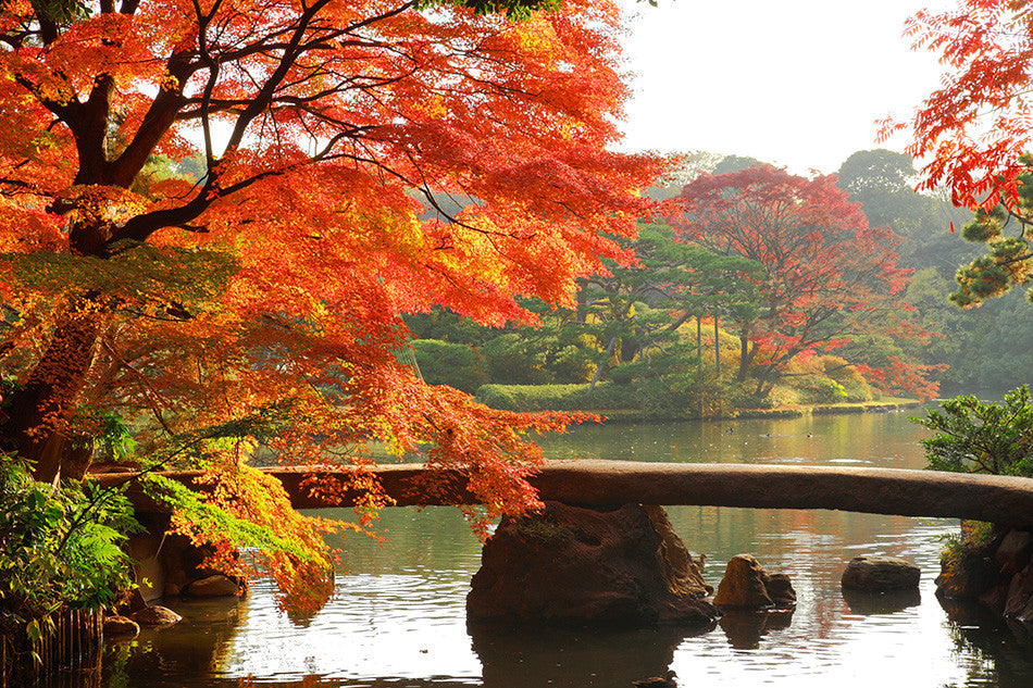 3 Best Japanese Traditional Gardens in Tokyo