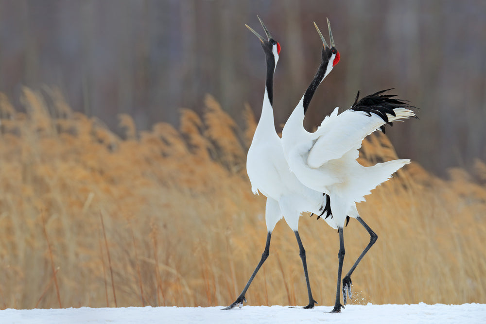 Dancing pair of Red-crowned crane with open wings, Hokkaido, Japan.