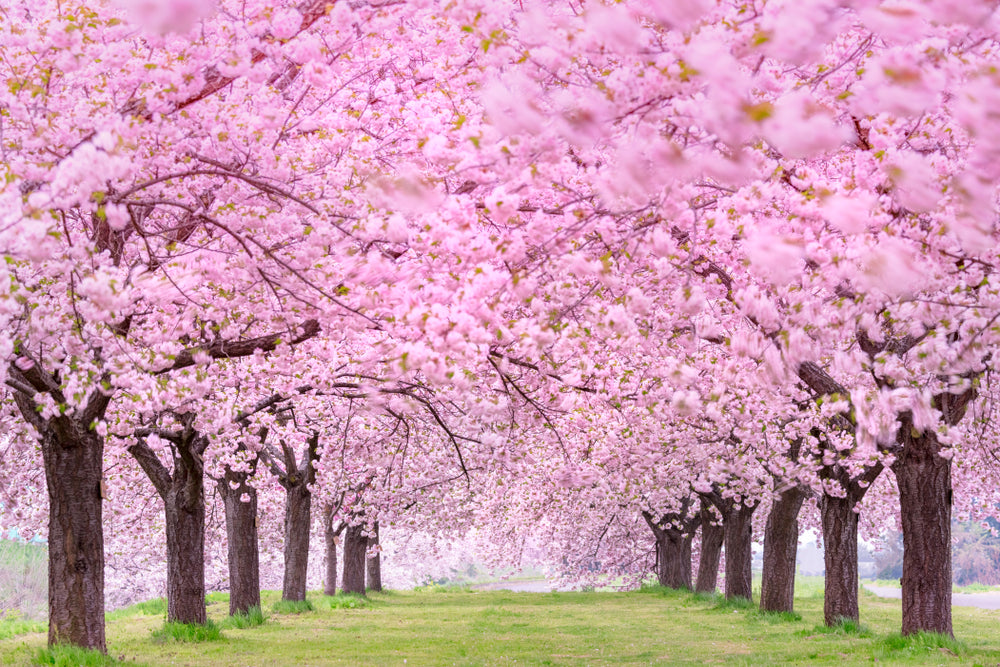 Sakura cherry blossoms in Obuse-machi, Nagano Prefecture.