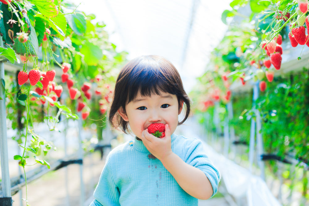 The Sweetest Harvest: Friendly Guide to Strawberry Picking in Japan