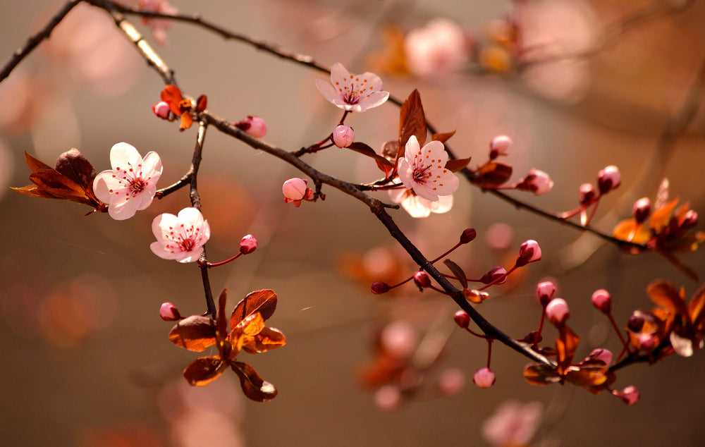 How to Hanami: Tips for a perfect appreciation of Sakura Bloom