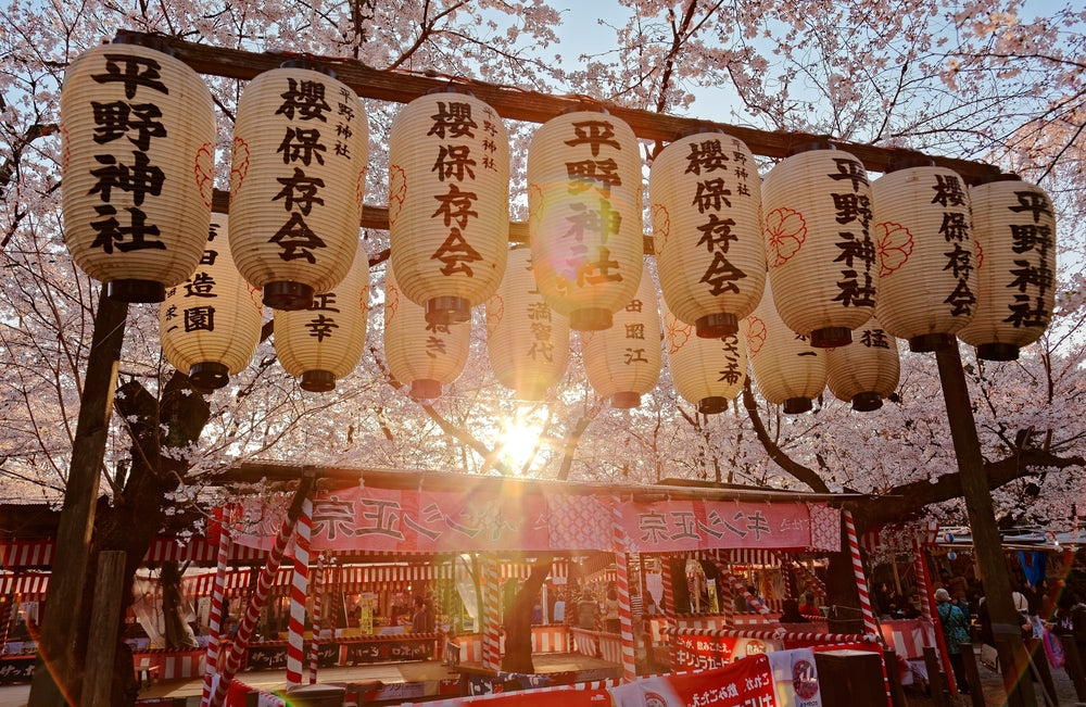 Beautiful scenery of Cherry Blossom Festival (Sakura Matsuri) in Hirano Jinjya Temple with traditional Japanese lanterns hanging under Sakura trees & the setting sun in background, in Kyoto, Japan