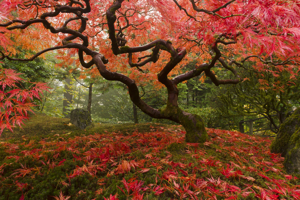 The Japanese Maple Tree