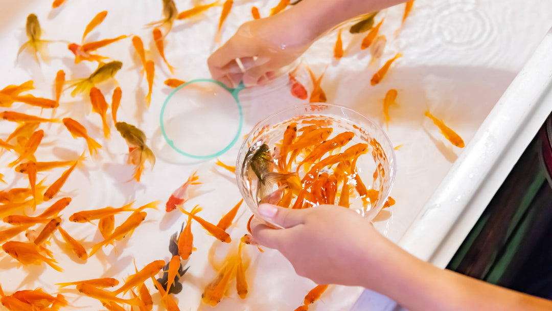 Kingyo Sukui: Japanese Goldfish Scooping at Home